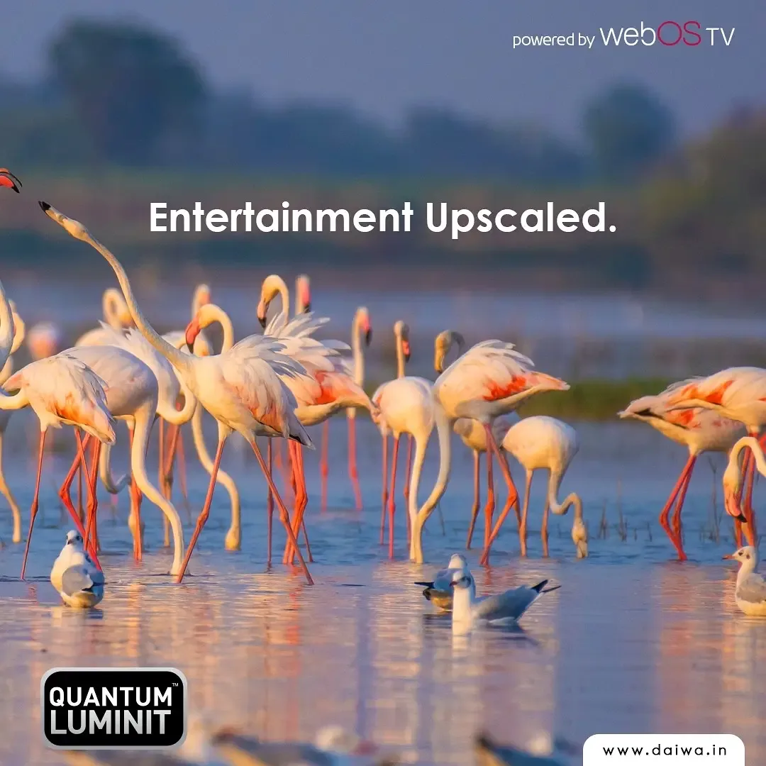 Pink flamingos and gulls wading in a lake in warm light, headline 'Entertainment Upscaled.' with Quantum Luminit and webOS TV badges